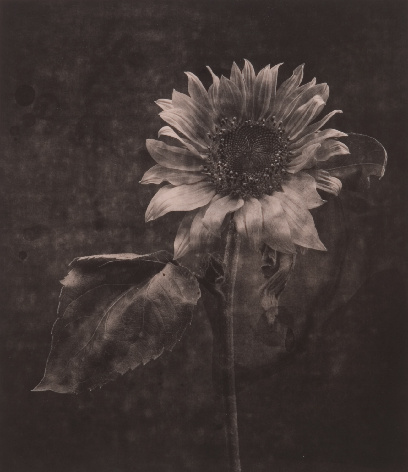 z cyklu bez tytułu, nr neg. 1038/12